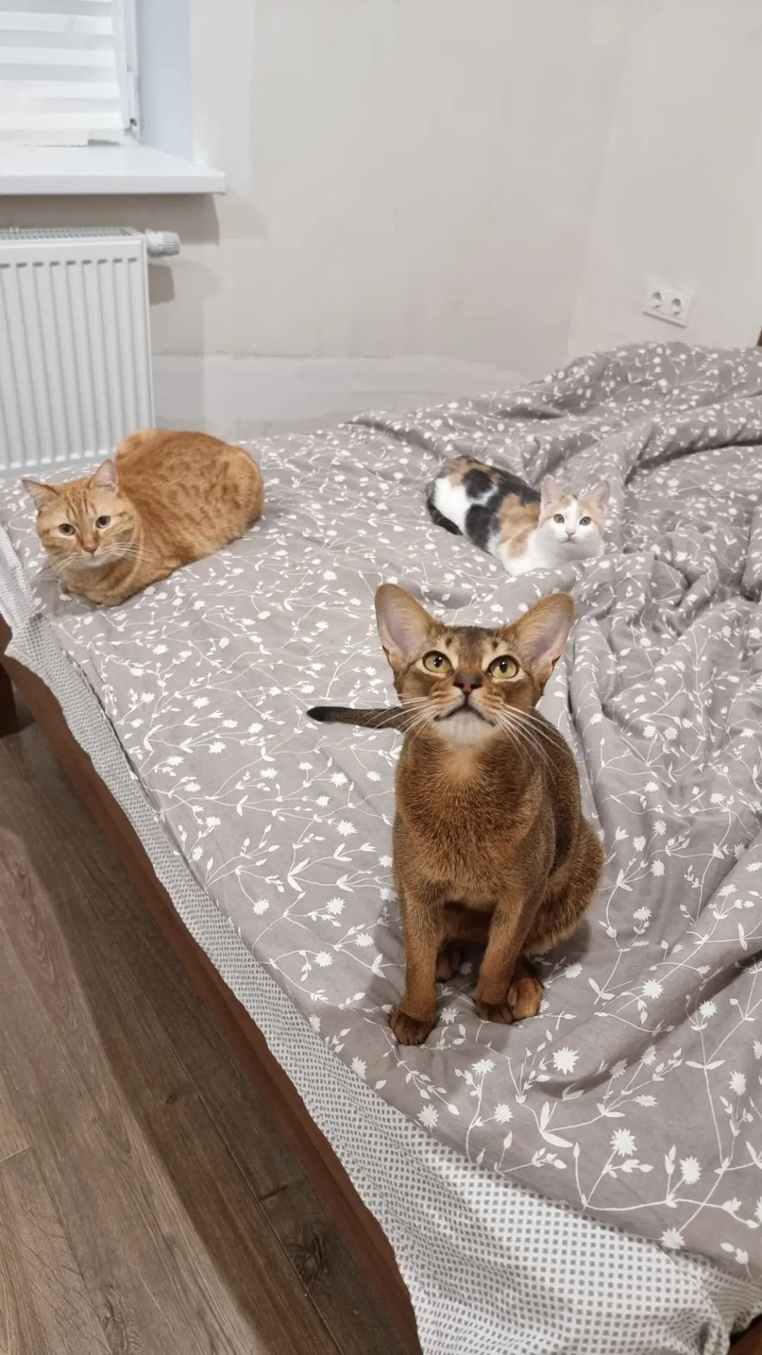Всем доброе утро от моей кошачьей банды ❤🐱