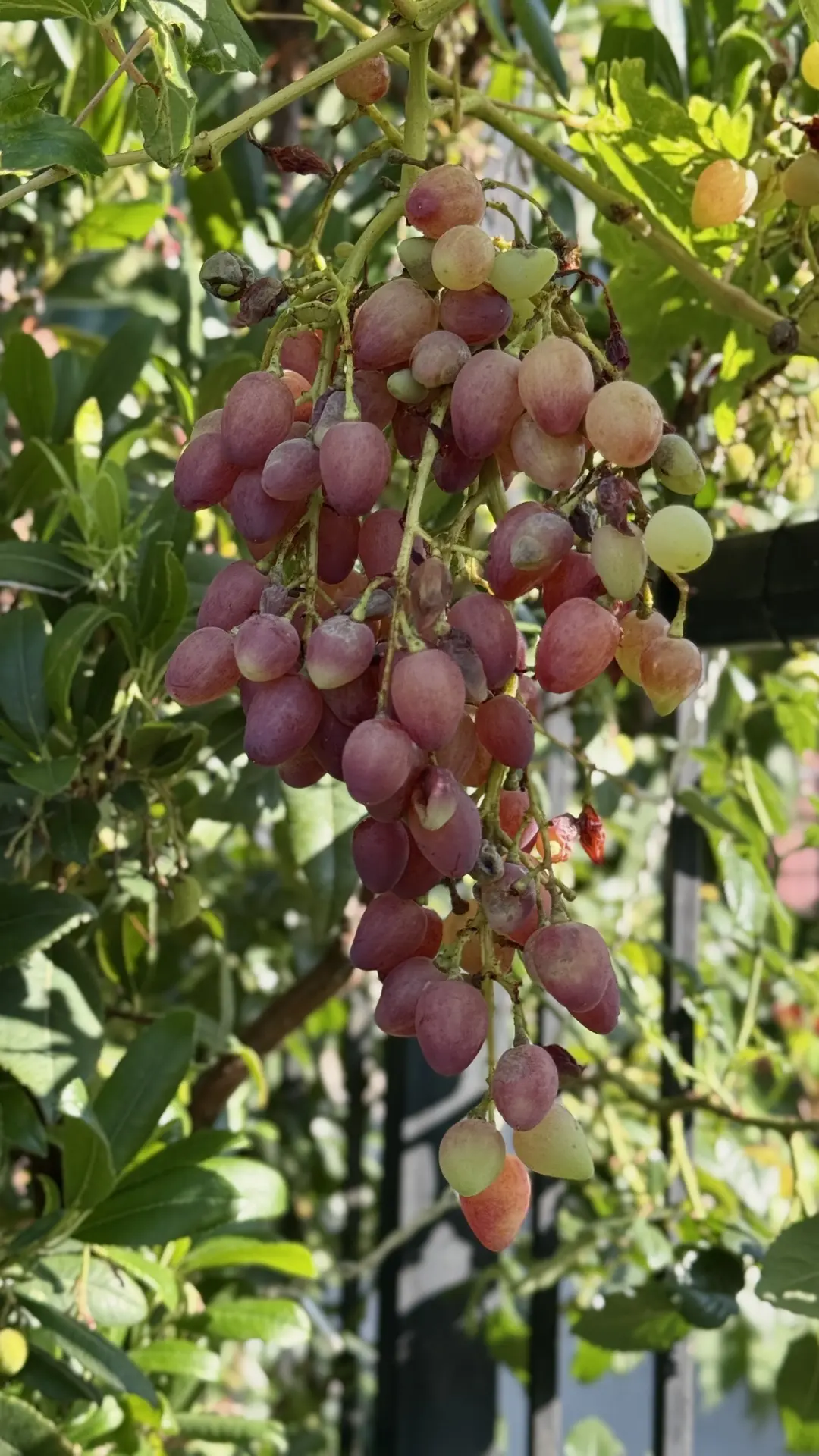 🍇 Виноград в крымском саду