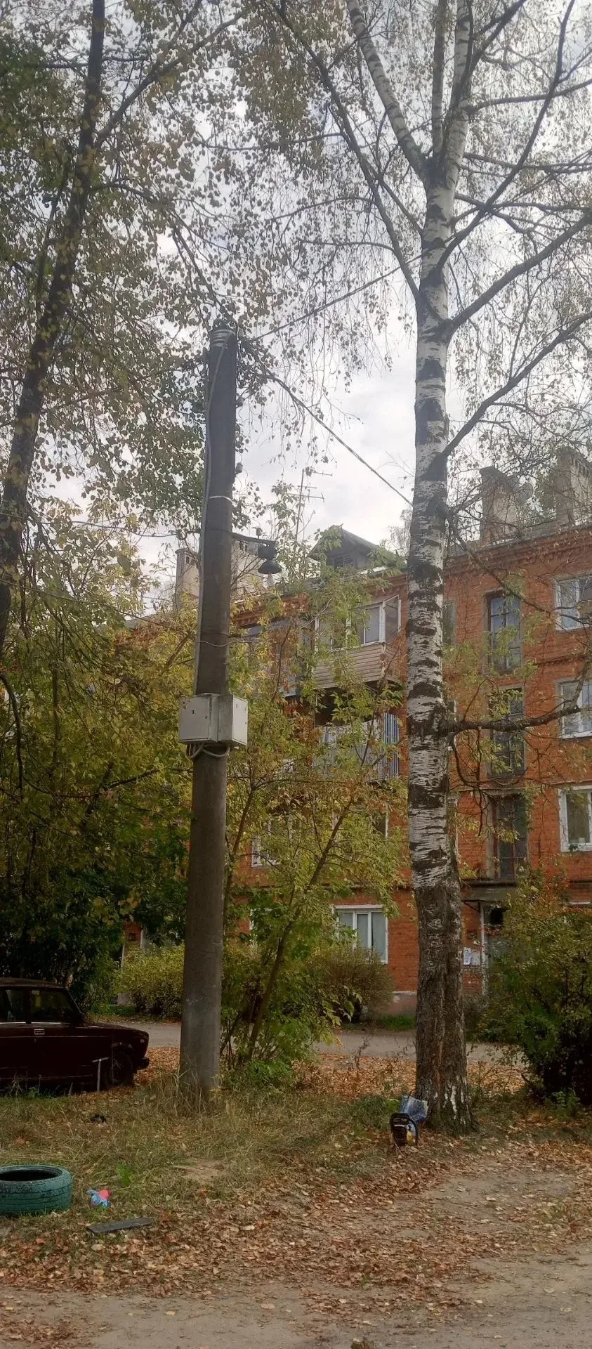 Жители Карабаново просят принять меры и убрать ветви деревьев от проводов, подающих эле...