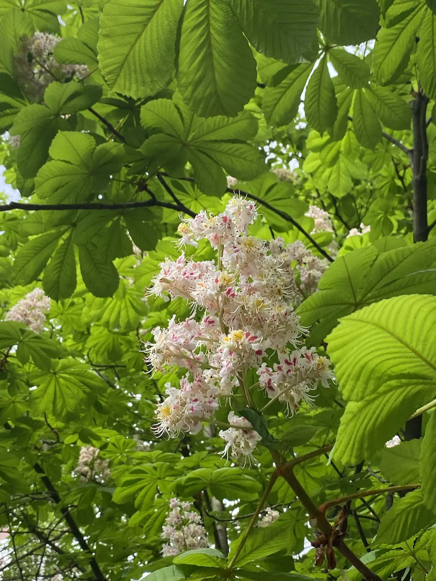 🌰 What adorable blossoms chestnut trees have!