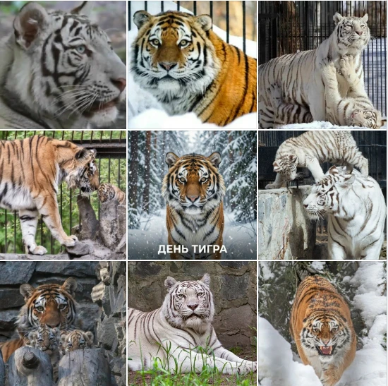🐅Международный день тигра
Ежегодно 29 июля во всем мире отмечается Международный день тигра, учрежд