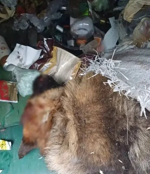 💔 Одного выбросили умирать. Второму повезло выжить

В Песочном в мусорном контейнере нашли страшную