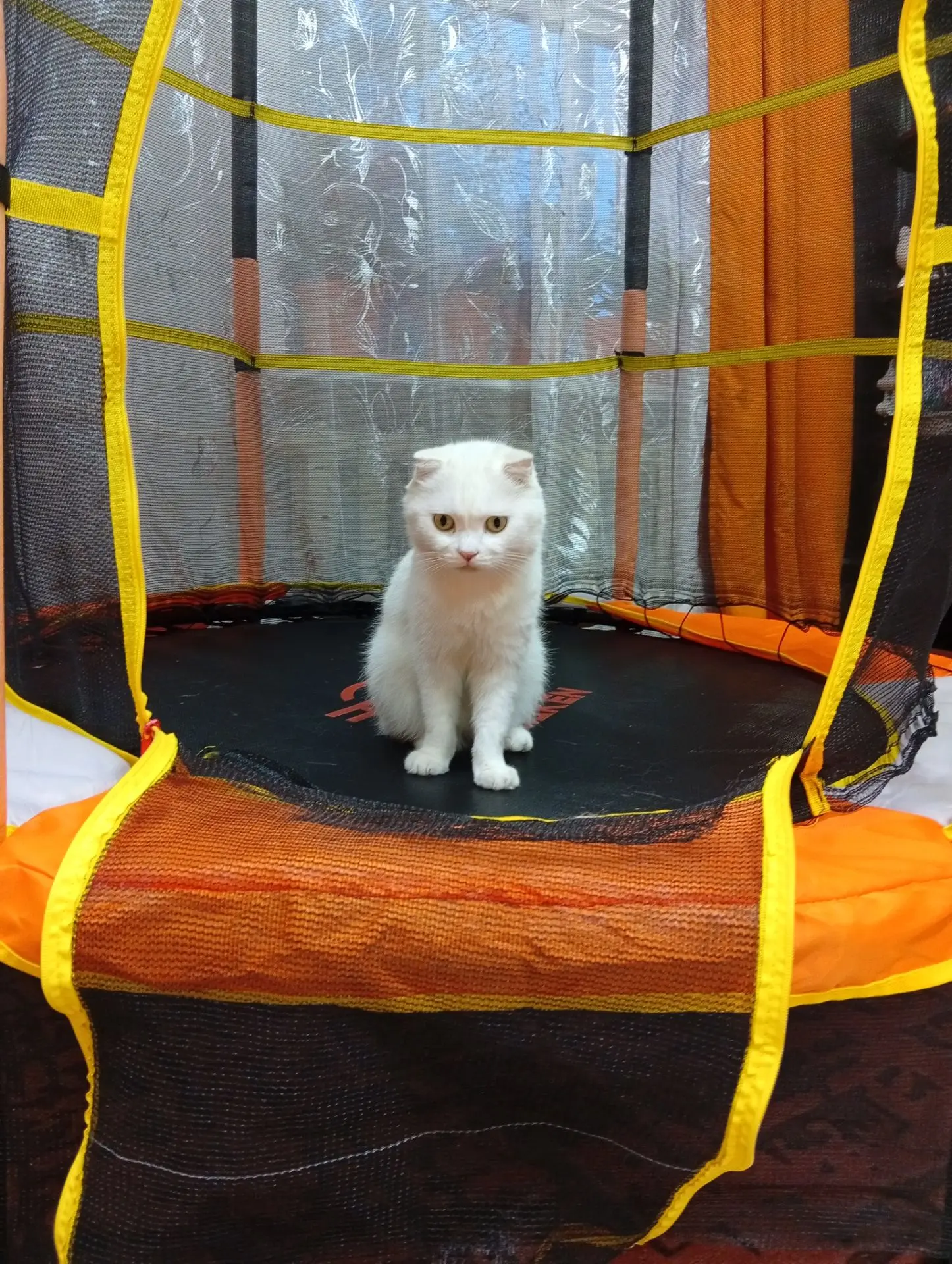 Фото челлендж "Без кота и жизнь не та".