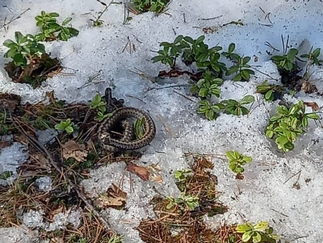 🐍 В Тверской области проснулись змеи.