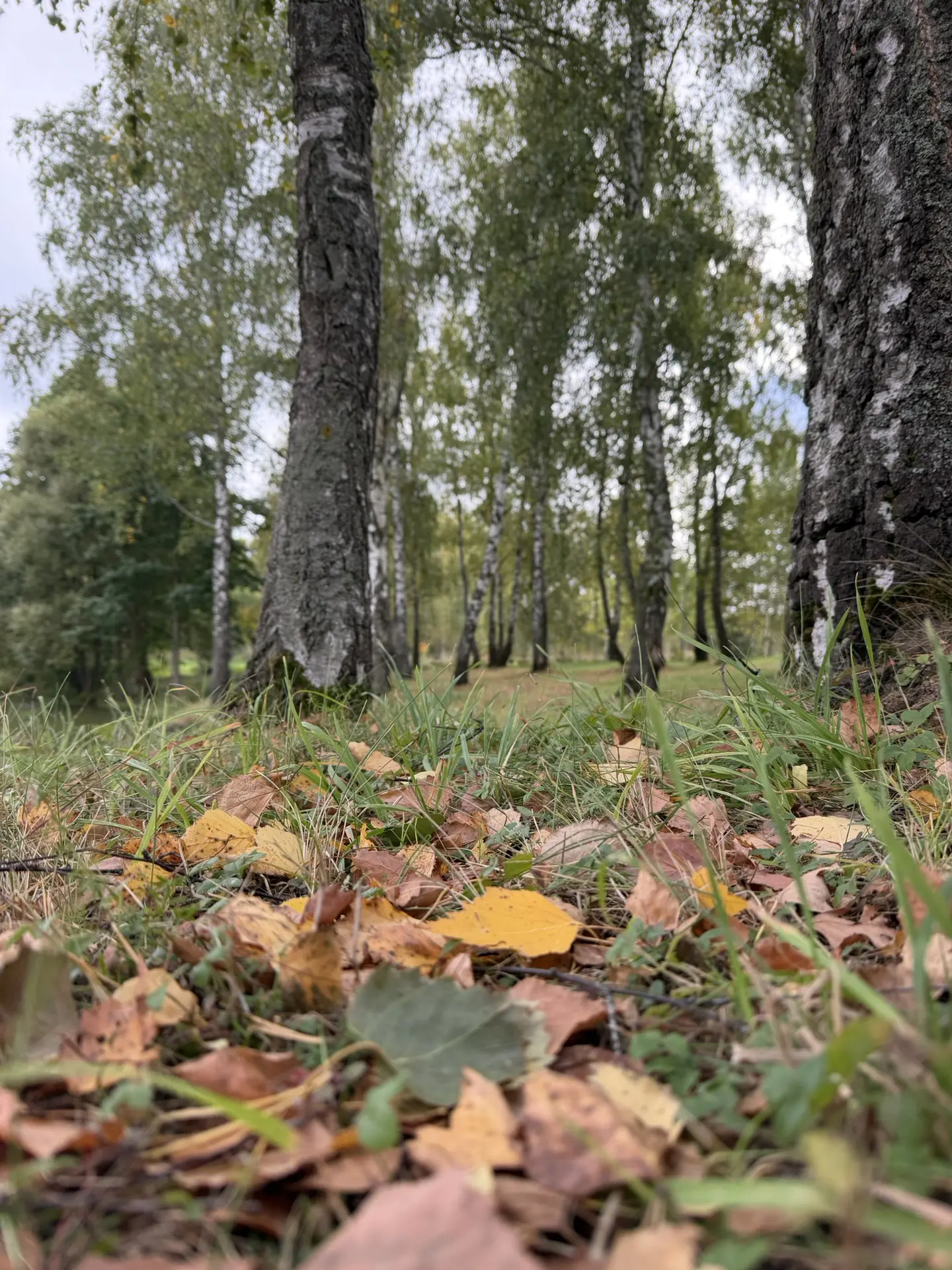 Доброе осеннее🌿