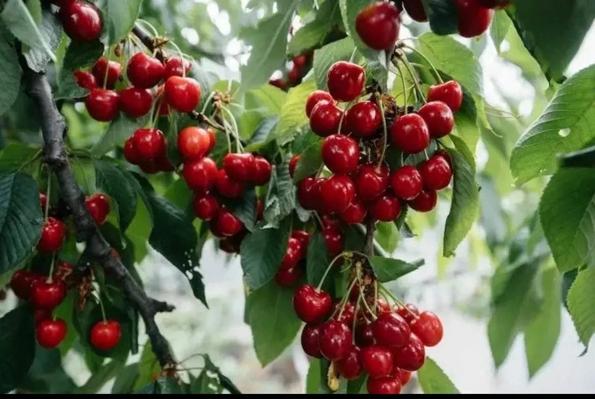 Продам вишню 🍒
