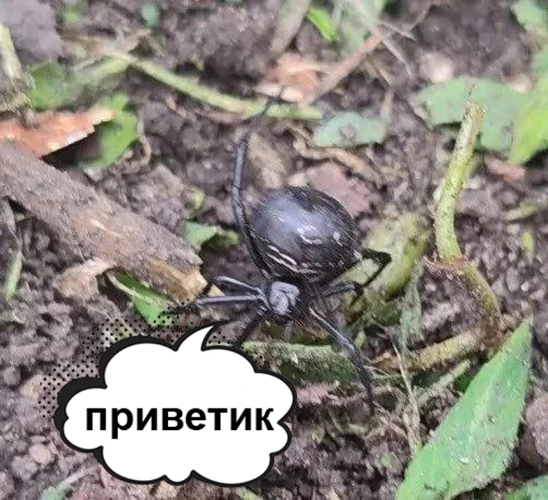 ФОТО: "Черную вдову" нашли в Самарской области.

Нашла его женщина в Сызранском районе у себя на дач