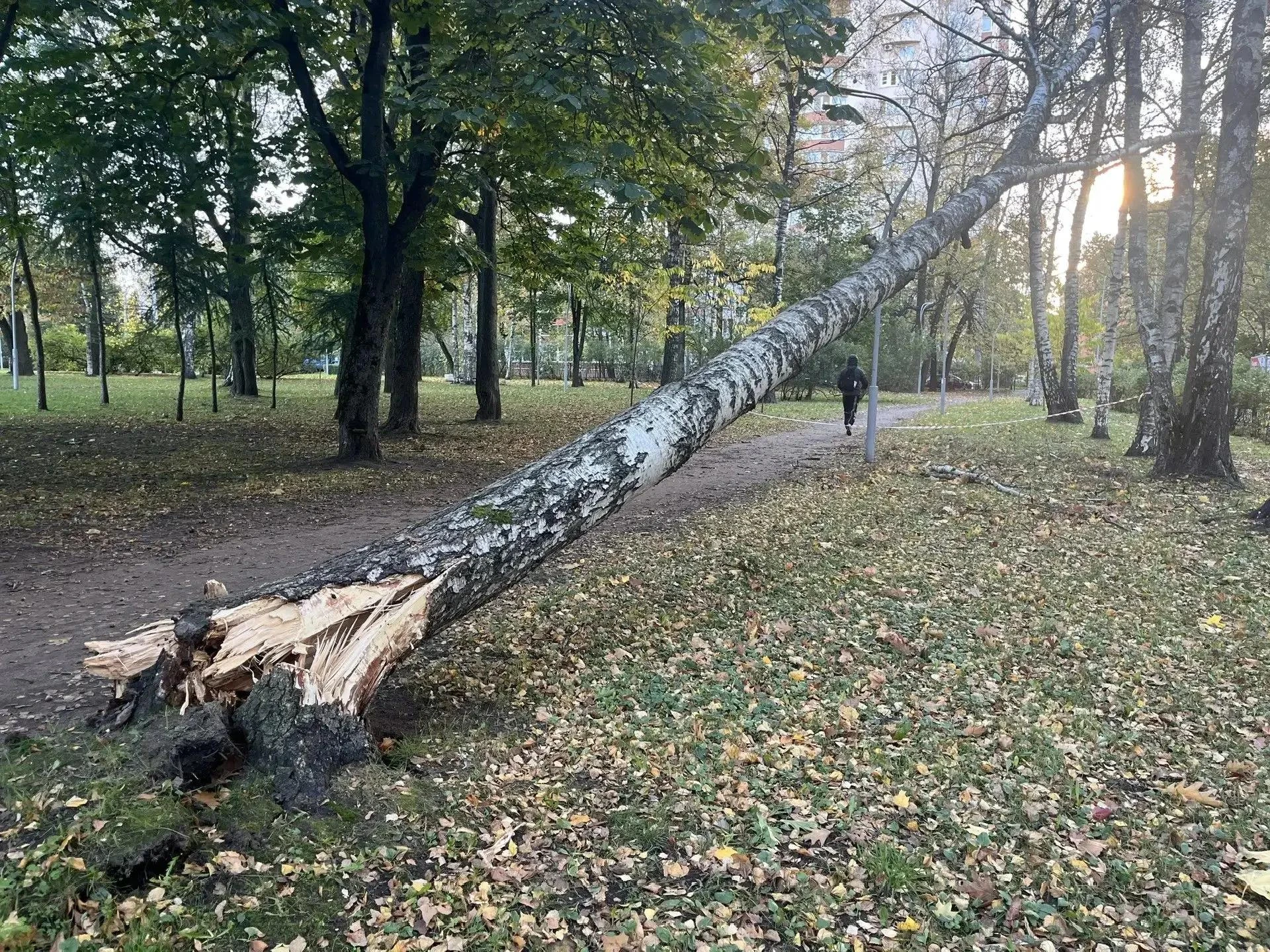 В Петербурге сильный ветер повалил деревья