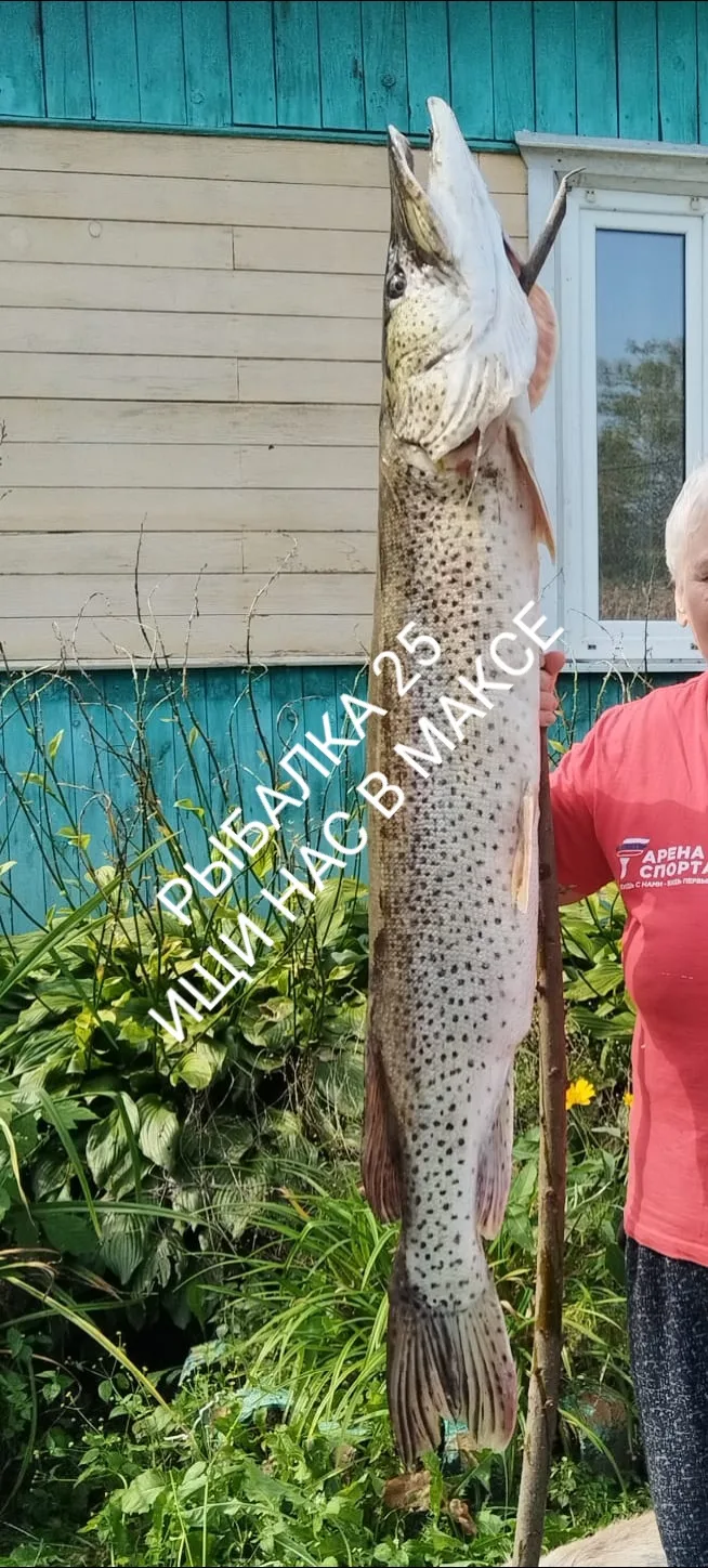 🤯🎣Щуку весом 17 кг поймали в Дальнереченском районе