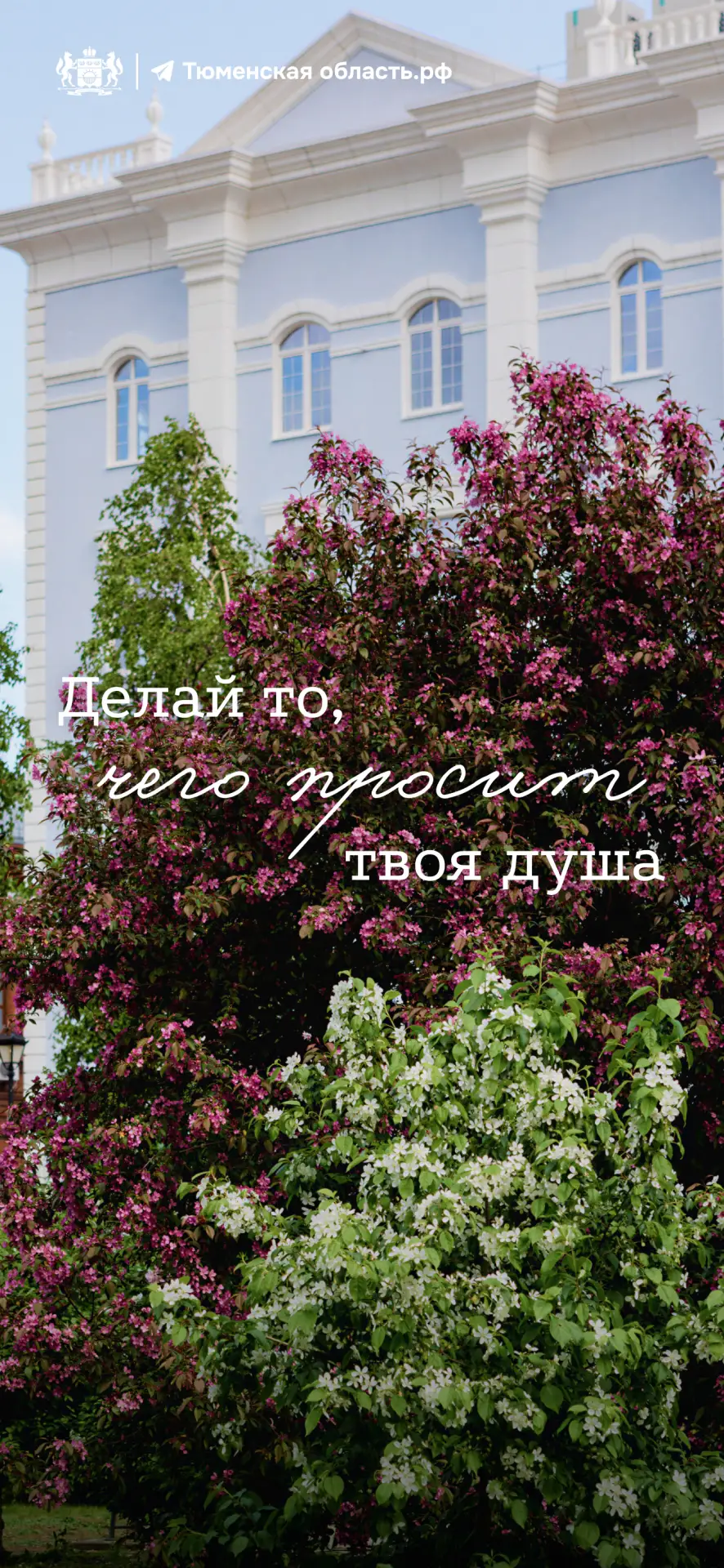 🌸 Весна теперь всегда с вами! Даже на экране телефона  Цветение деревьев и кустарников в Тюмени — не