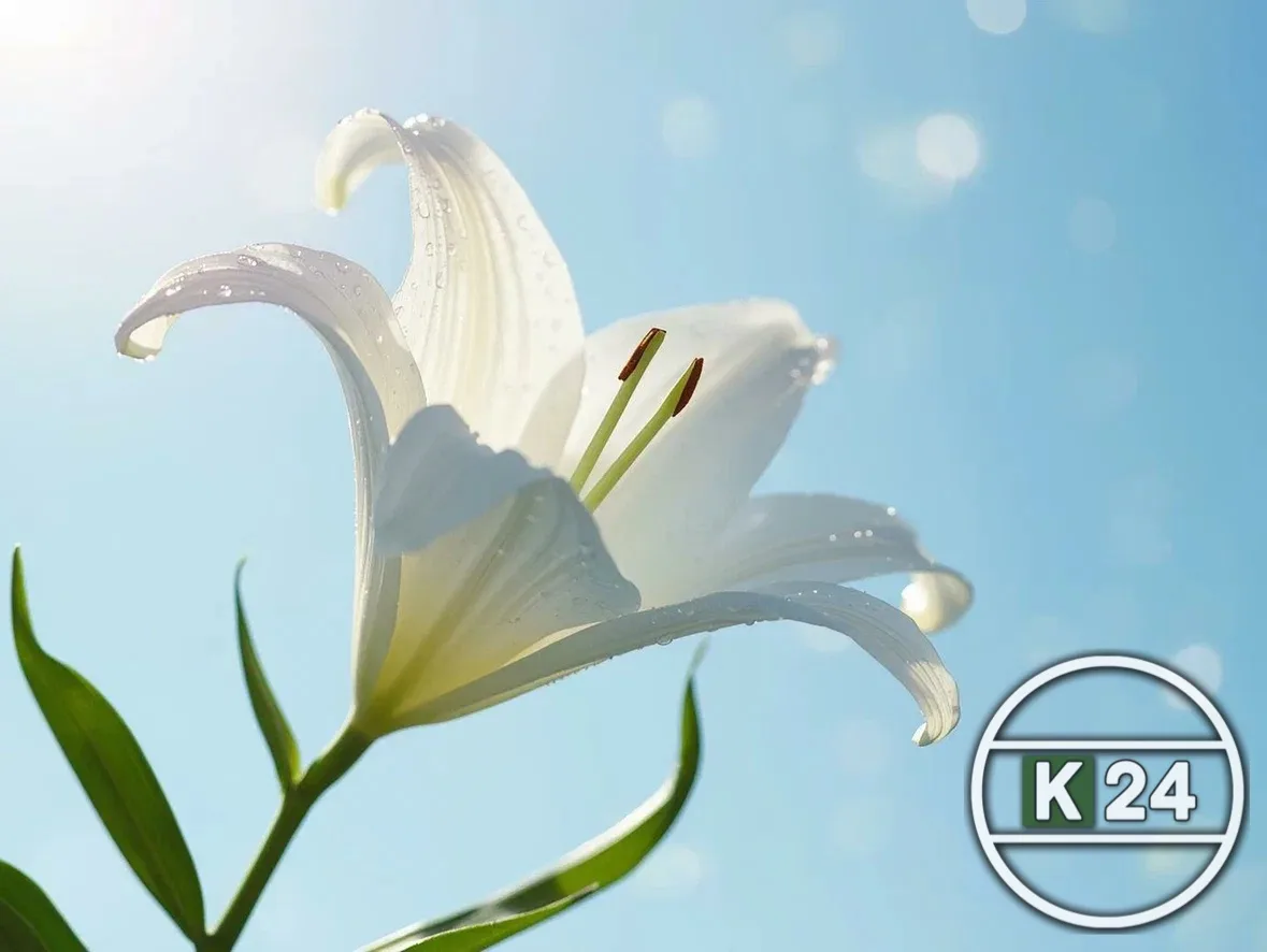 🌤️ Кингисепп, доброе утро!
Сегодня, 23 июня, погода будет по-летнему комфортной и спокойной 🌿
🌡️ 