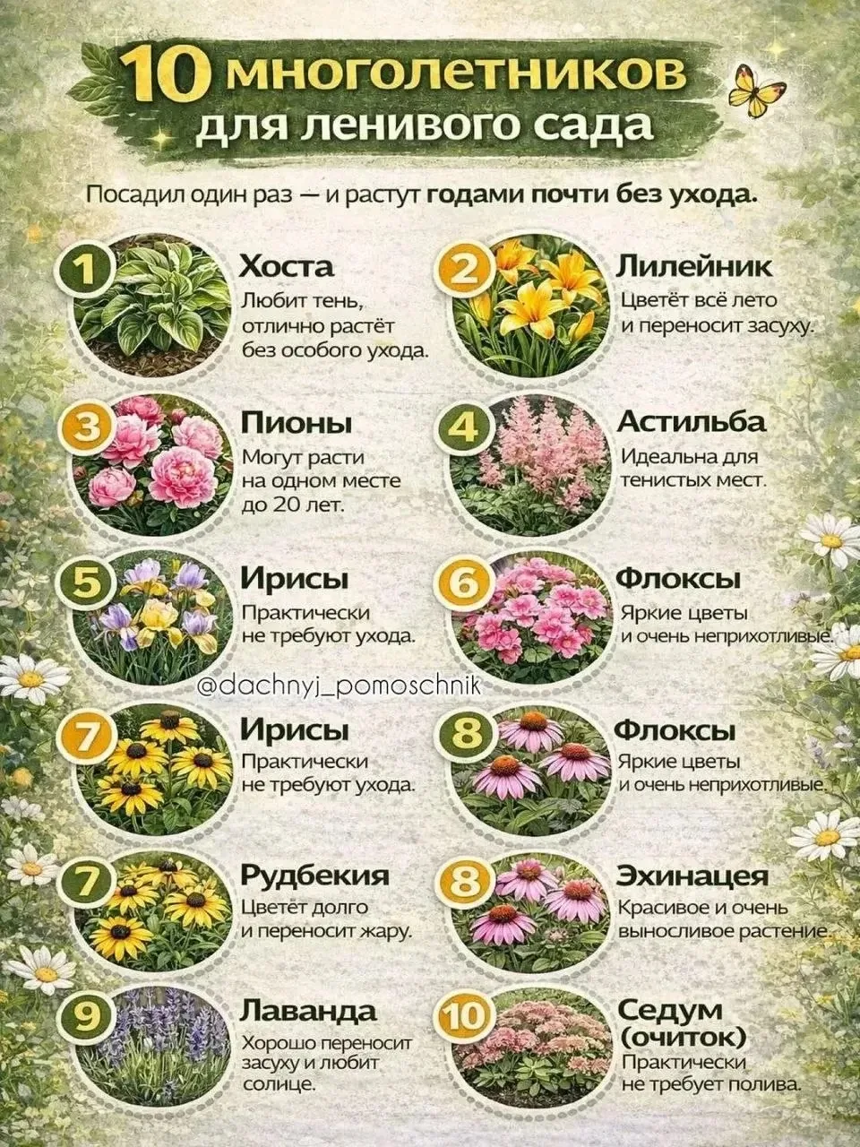 10 многолетников для ленивого сада