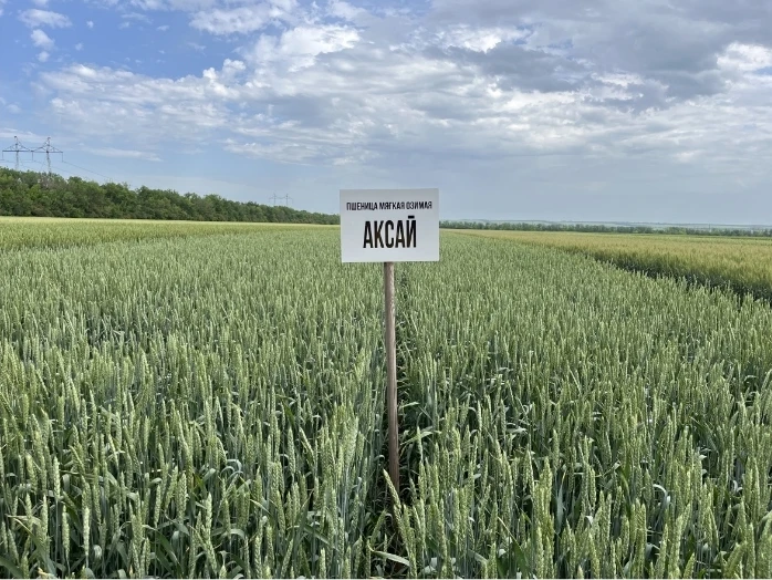 Сорт новинка АКСАЙ