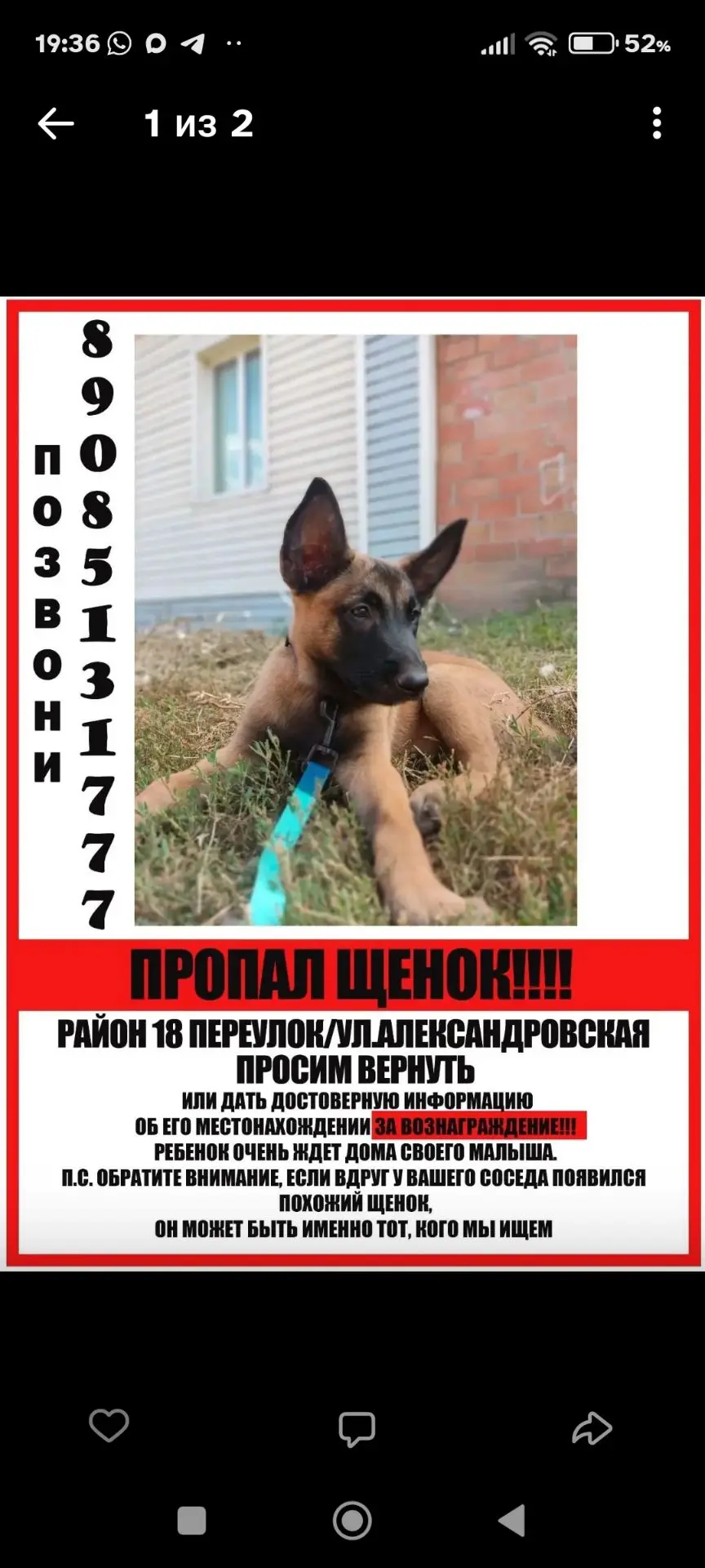Потерялся щенок 2 месяца. 15.08 с 6 до 8 часов.