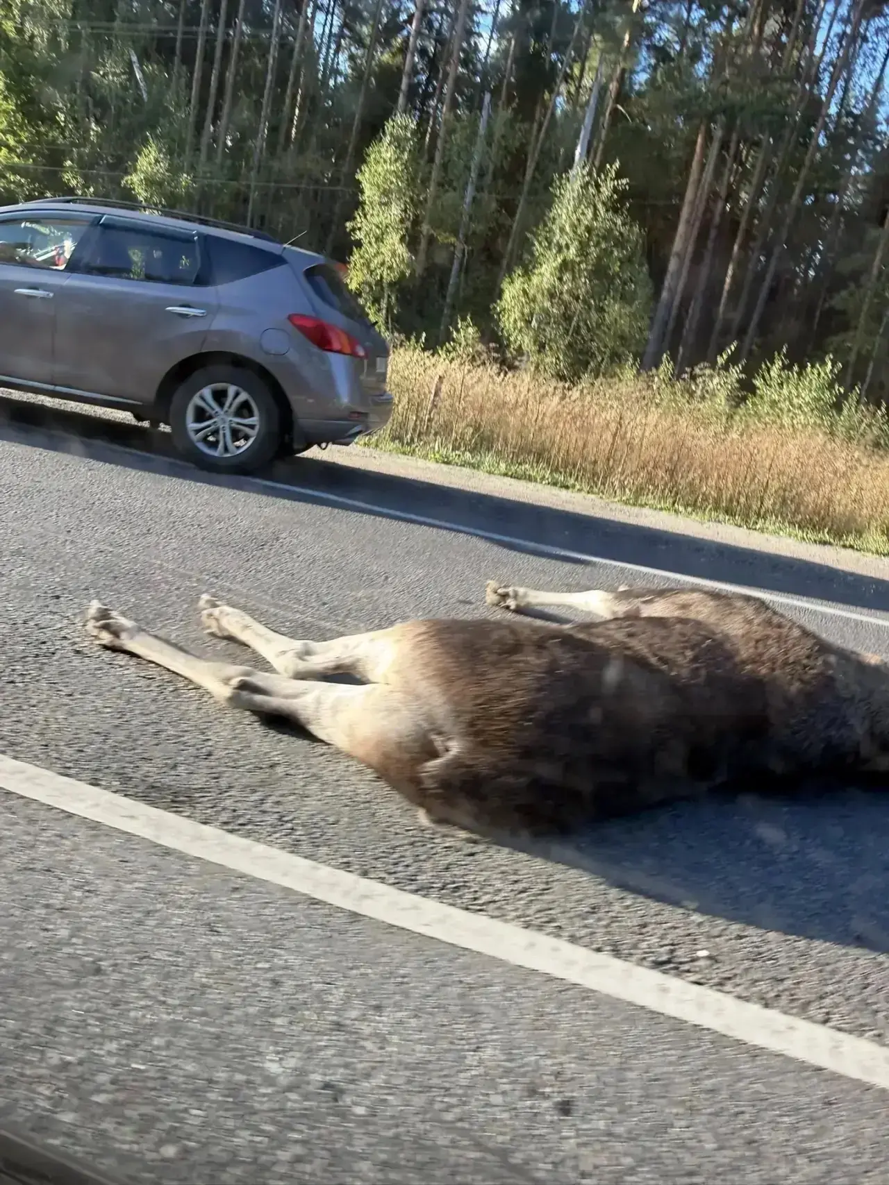 🚨Началось… ДТП с Лосем между Петровской и Шатурторфом!