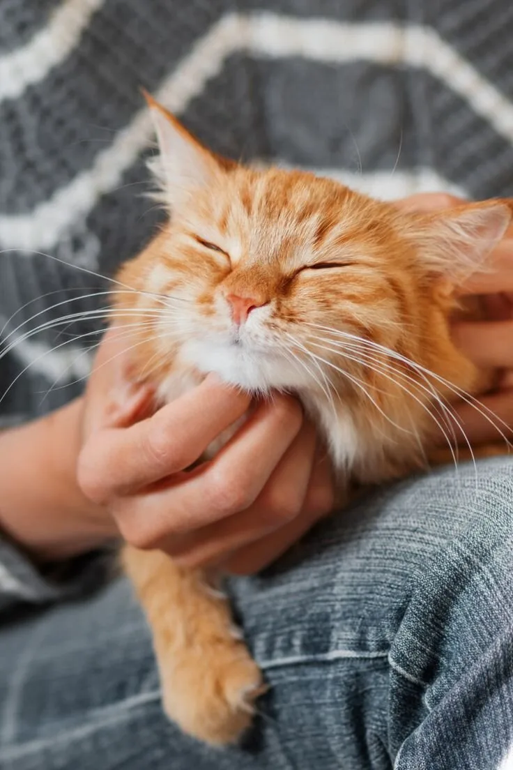 🐾 Специалист по уходу за животными / кипер в ветеринарный госпиталь Vet.city (м. Алекс...