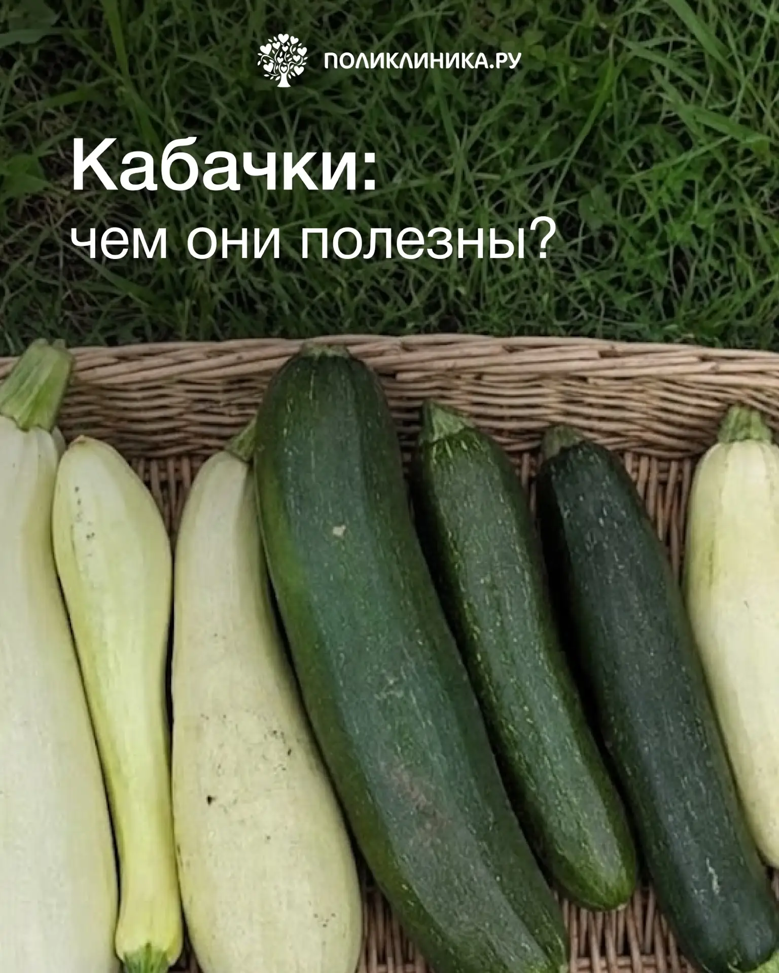 Август — официальный сезон, когда кабачки появляются в каждом доме. Этот овощ — настоящ...