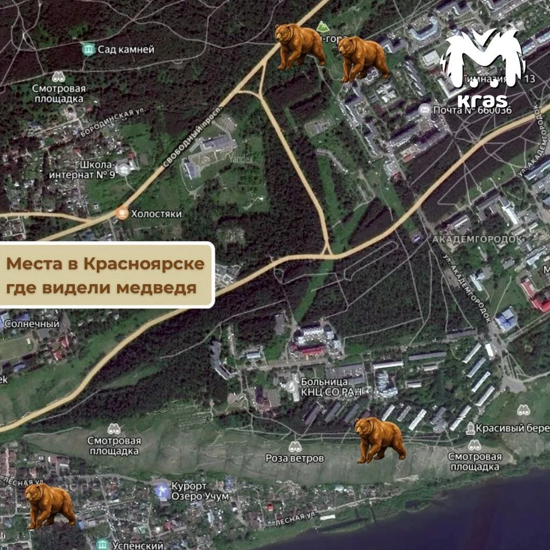 Показываем на карте, где люди видели медведя в Красноярске.