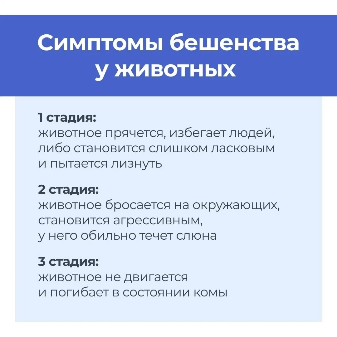 🐾 Внимание: подозрение на бешенство в Наро-Фоминске