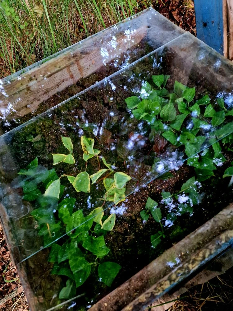 Про черенкование🌿
Таким способом у меня получается 2 сезона черенковать петунии и гортензии...правд