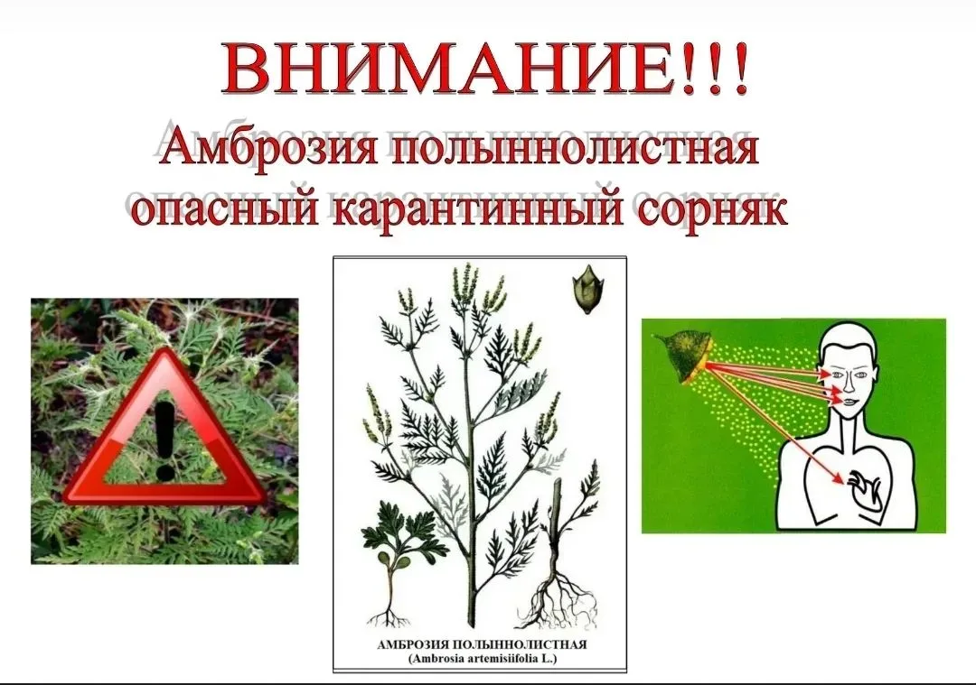 Амброзия полыннолистная — угроза для здоровья и урожая