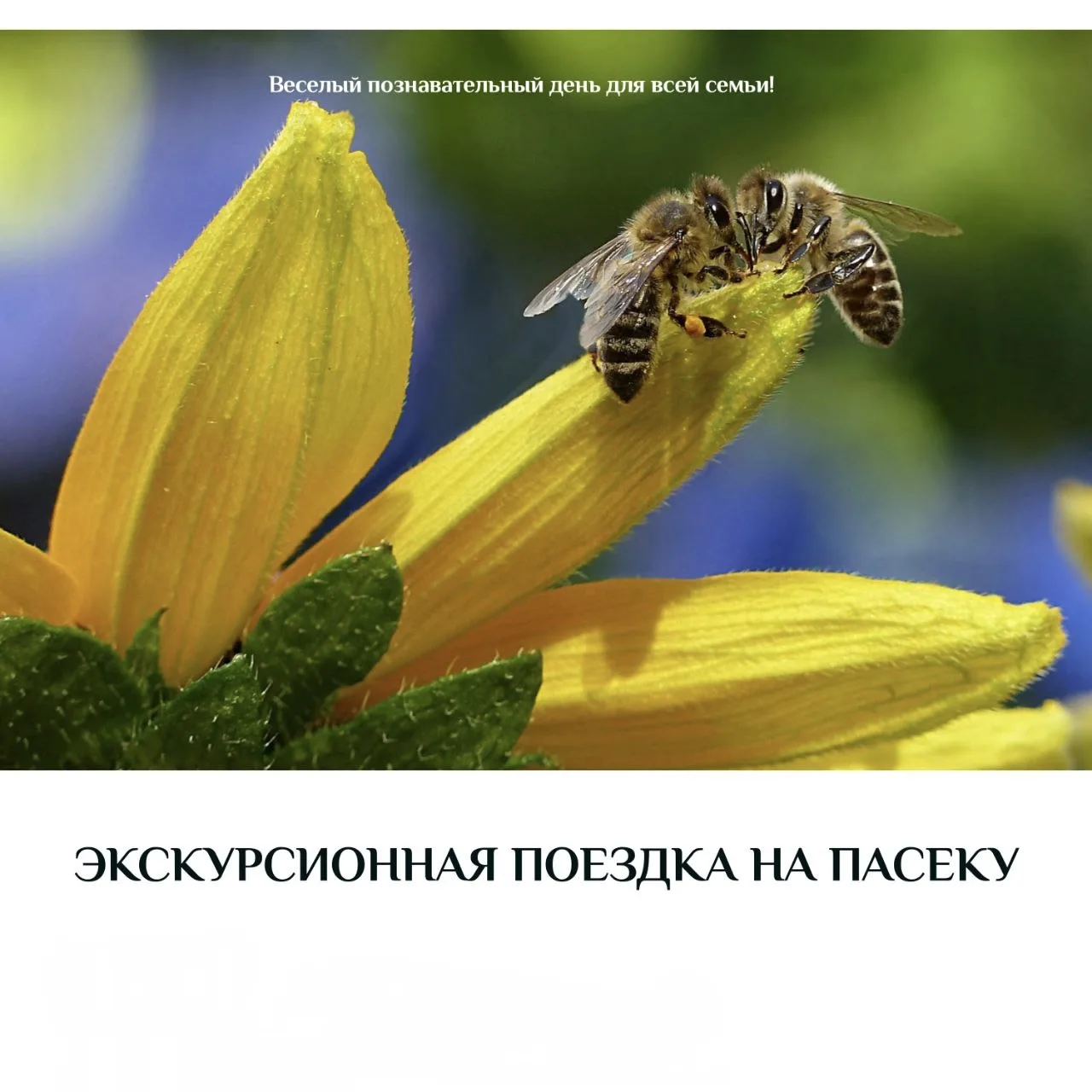 🐝 Экскурсия на пасеку 🐝