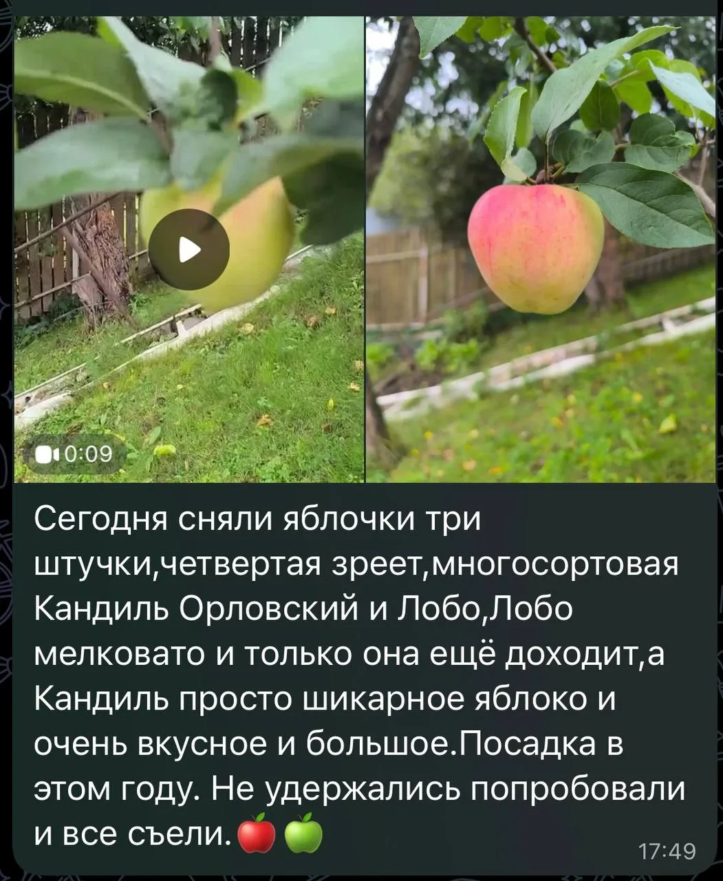 😍 ФОТО И ВИДЕО-ОТЗЫВ МНОГОСОРТОВОЙ ЯБЛОНИ «КАНДИЛЬ ОРЛОВСКИЙ / ЛОБО»! 🍎🎬✨
