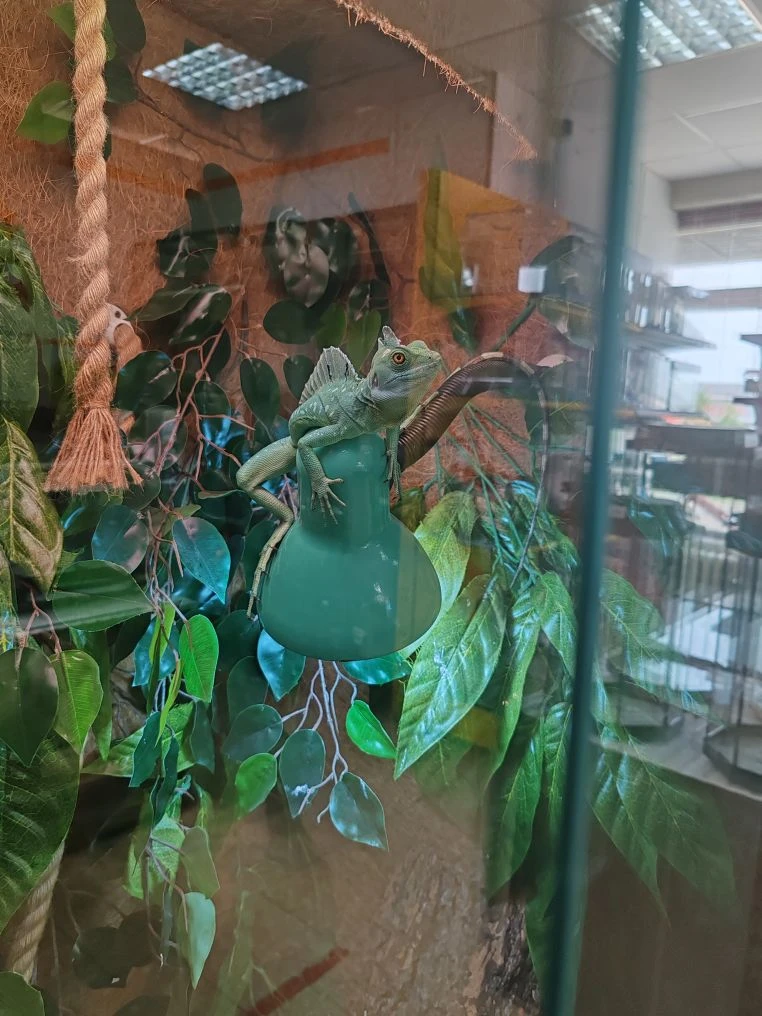 🦎 Василёк-ящерица: очаровательный питомец для вашего дома!
