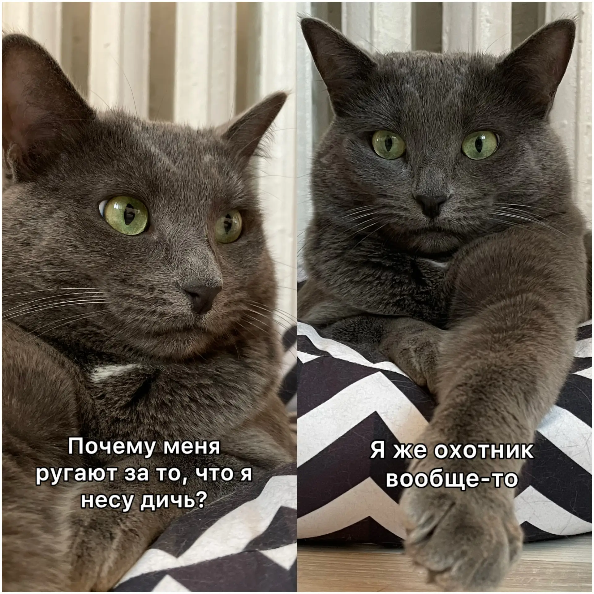 Поэтому все правильно делаю😺