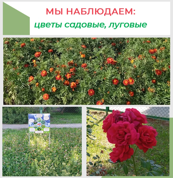 ☀️Лето - самый благоприятный период для общения ребёнка с природой. А цветы - украшение...