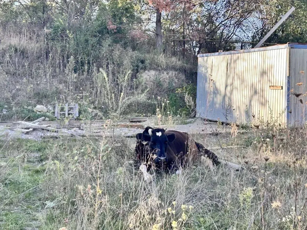 🐄 Кисловодские коровы до ужаса упорные в желании попасть на штрафстоянку.