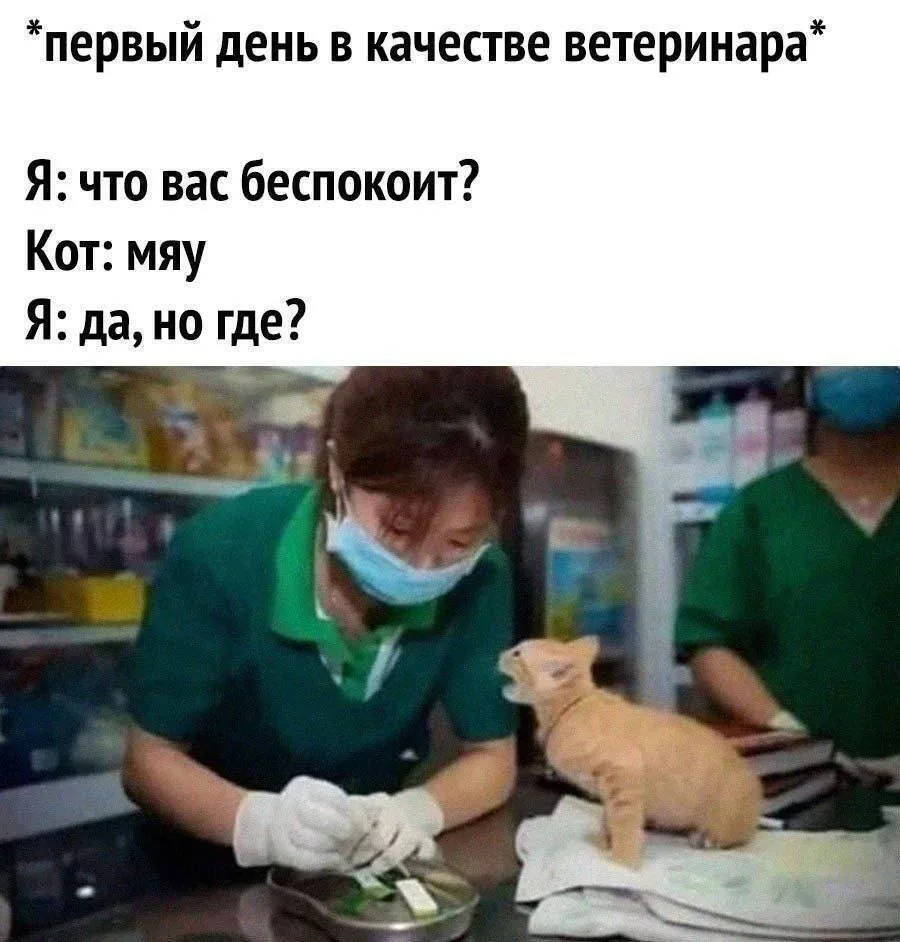 Молодые ветеринары в селах Татарстана смогут получать единовременные выплаты в 500 000 ...