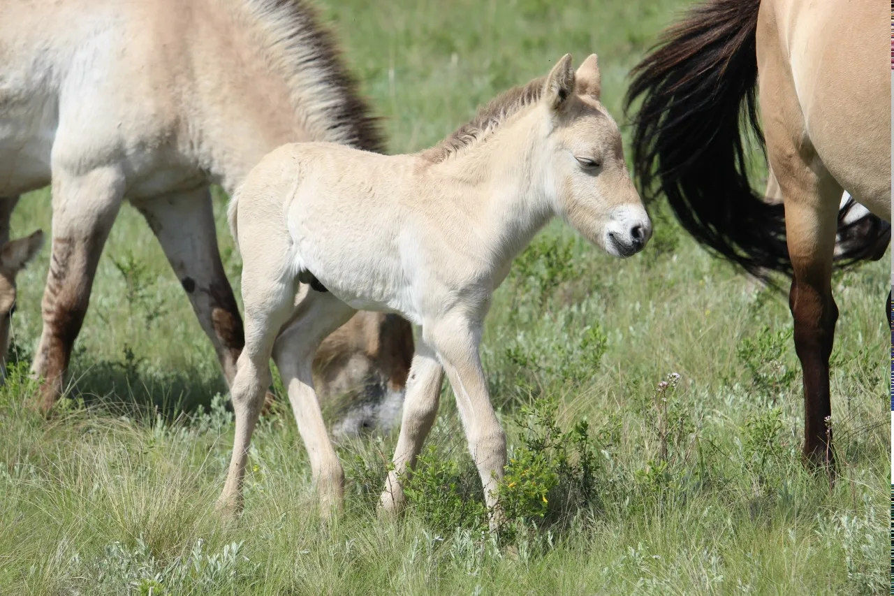🐎 Весенние малыши: в заповеднике Оренбуржья пополнение у лошадей Пржевальского  #Про_Общество  Весна