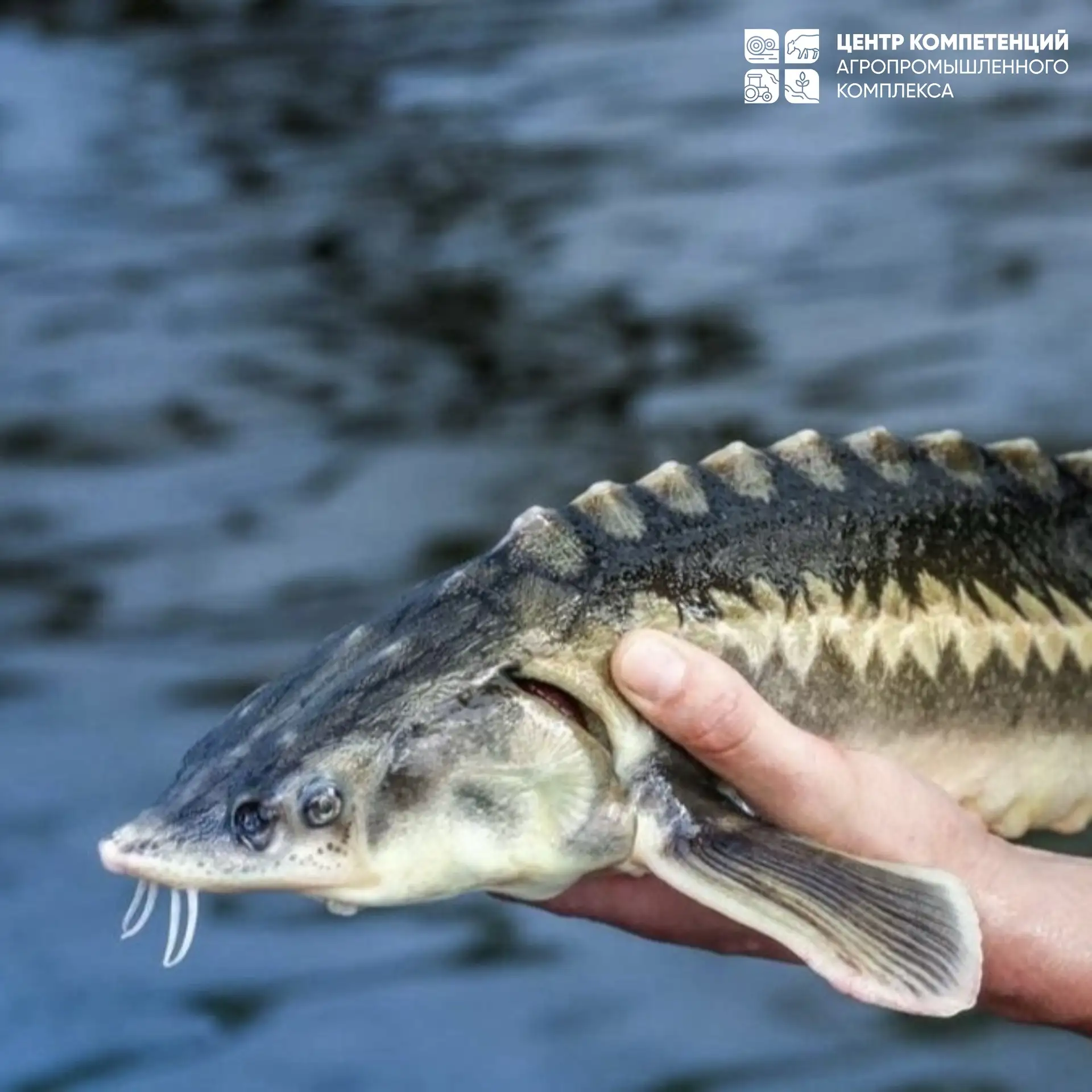 Осётр — рыба, которая старше динозавров и вкуснее стейка 🐟🦖