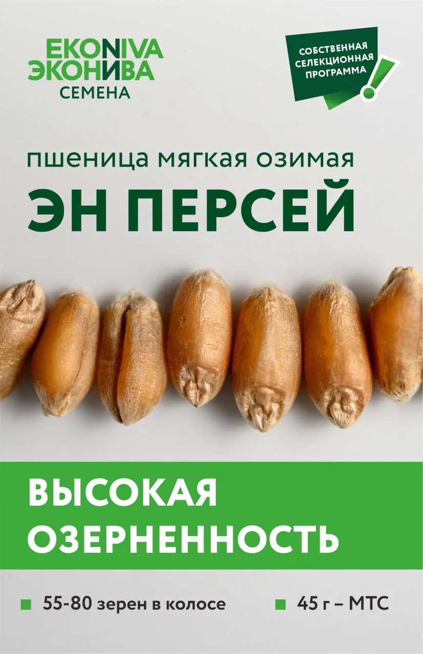 Сорт озимой пшеницы ЭН ПЕРСЕЙ собственной селекции «ЭкоНива-Семена» несколько сезонов п...