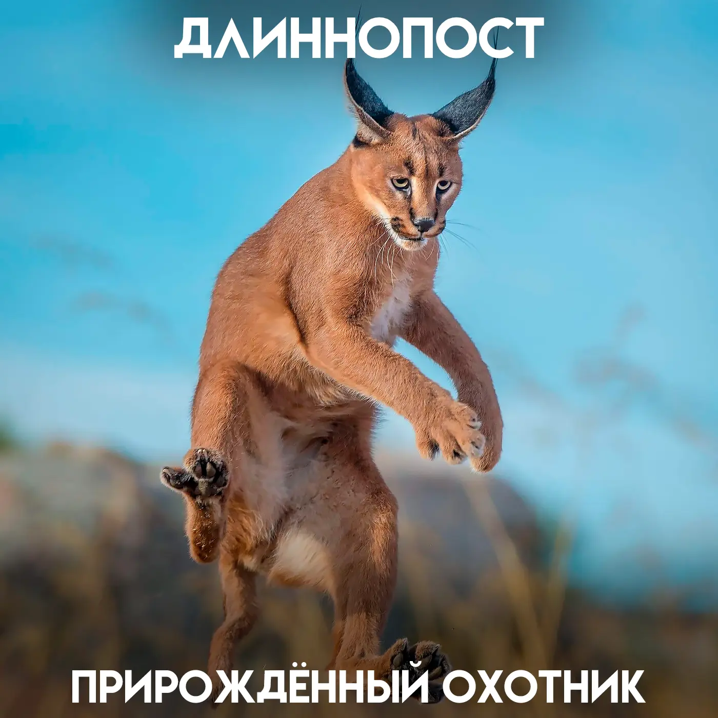 Каракал — это не просто дикая кошка с кисточками на ушах, а 18 килограммов концентрированной прыгуче
