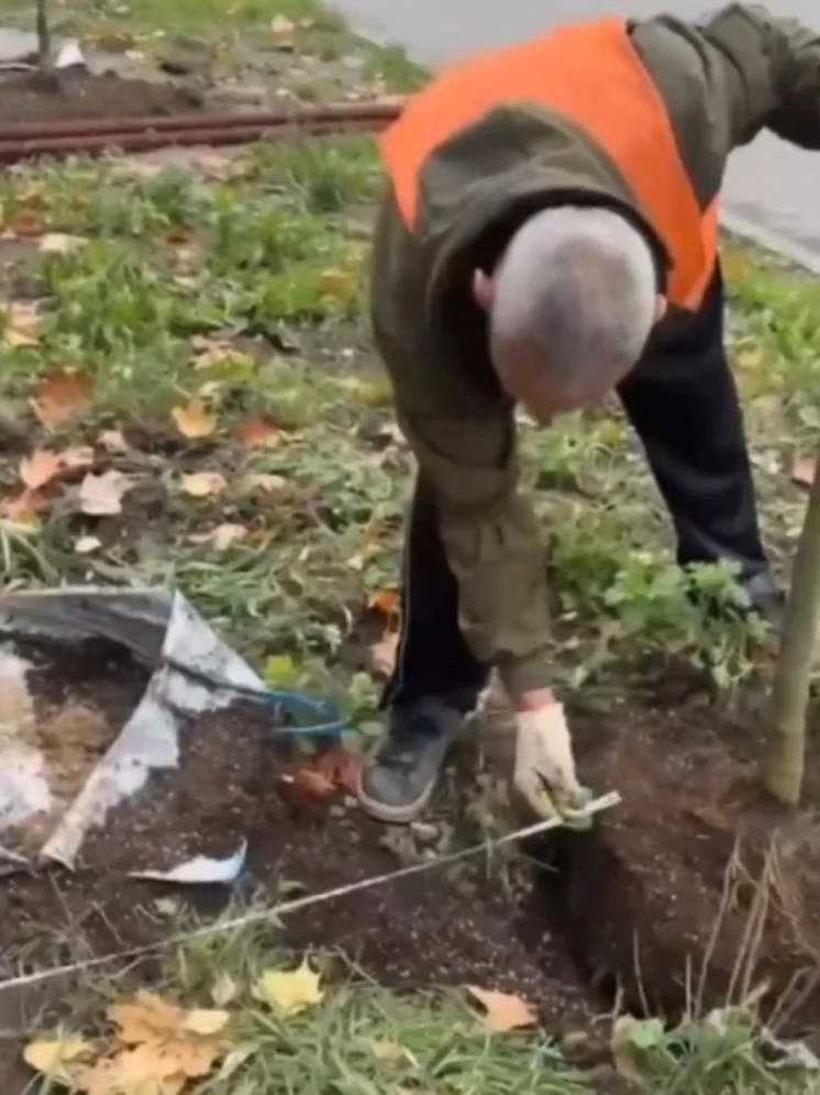 🌳На улице Максима Горького за прошедшую неделю высадили 31 клён сахаристый. Это часть ...