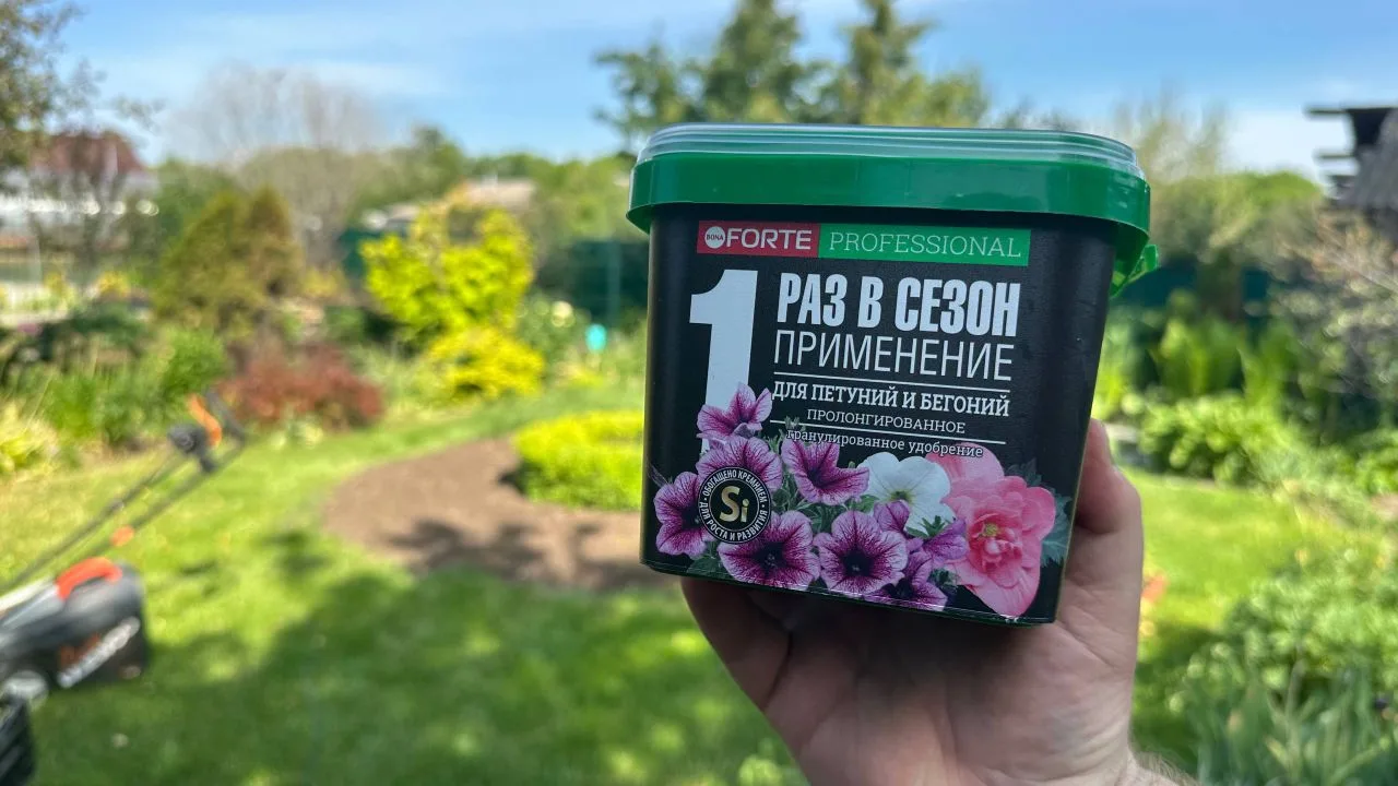 Добрый день, дорогие друзья! 🥰💚 Дерево из петунии высадил. Сорт в этом году Виста Джа...