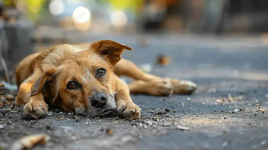 🐕‍Мы в ответе за тех, кого приручили