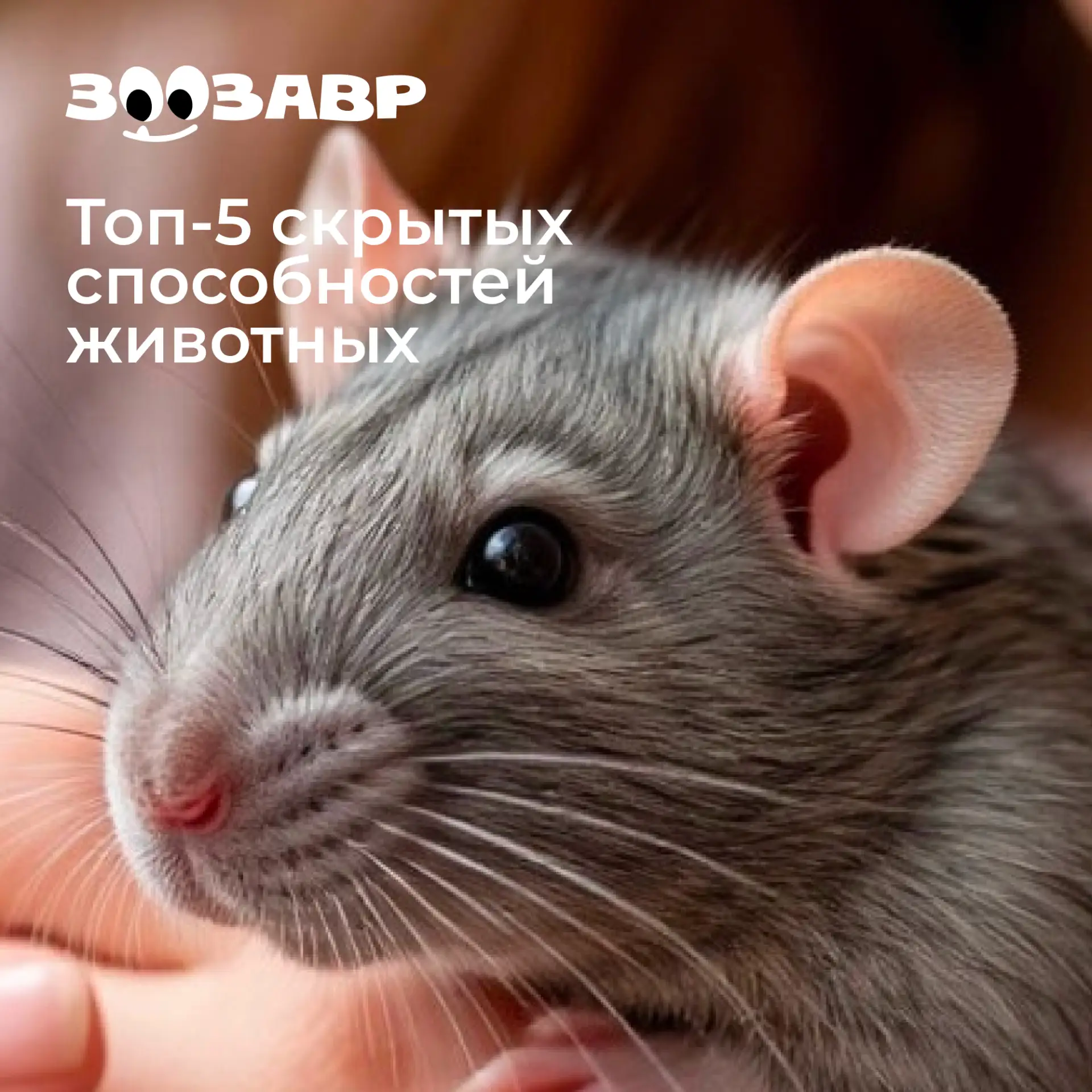 Мы знаем о своих питомцах всё! Или… всё-таки нет? 🐈
Что, если они скрывают суперспособности, которы