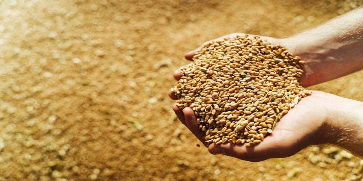 🇰🇿 Казахстан нарастил на 16% объемы экспорта пшеницы