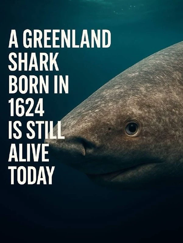 🦈 Гренландская акула может жить веками