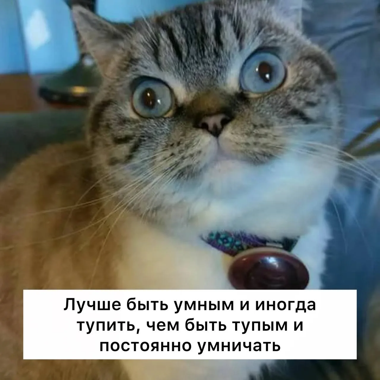 🤪 Кажется, будто коллективный разум человечества понемногу сбавляет обороты.