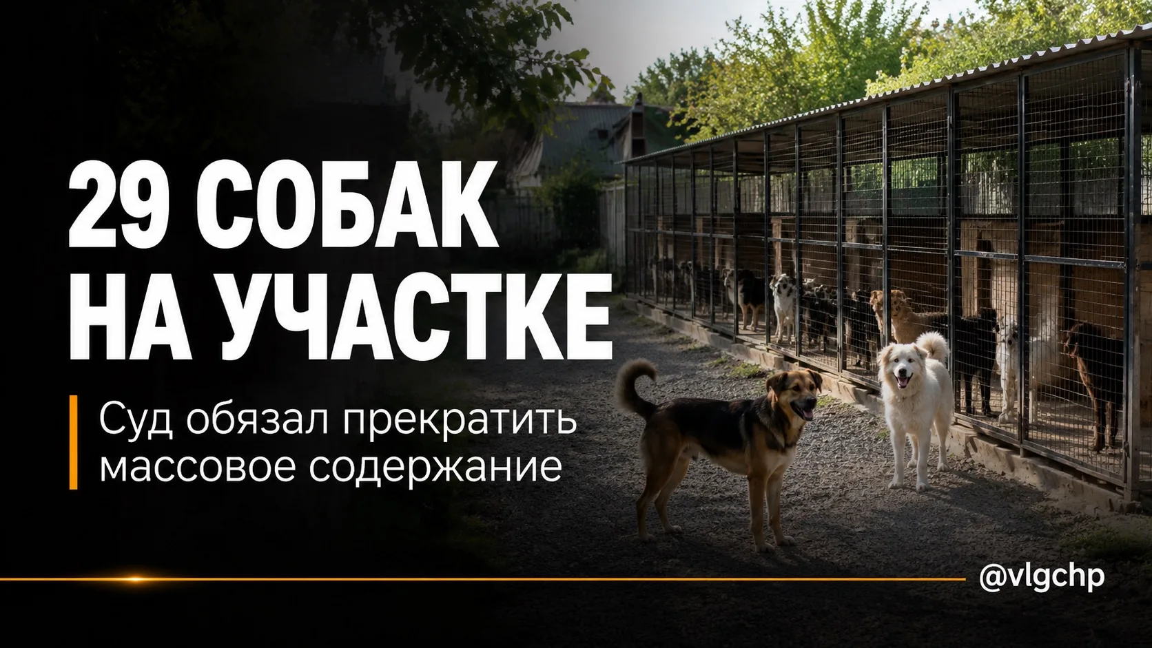В Волгограде суд обязал прекратить содержание 29 собак на участке в СНТ «Садовод».