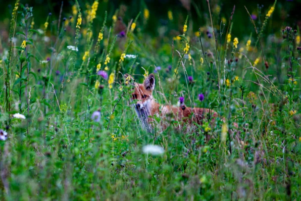 🦊 Лисицы в Ленобласти: власти напомнили о мерах предосторожности
