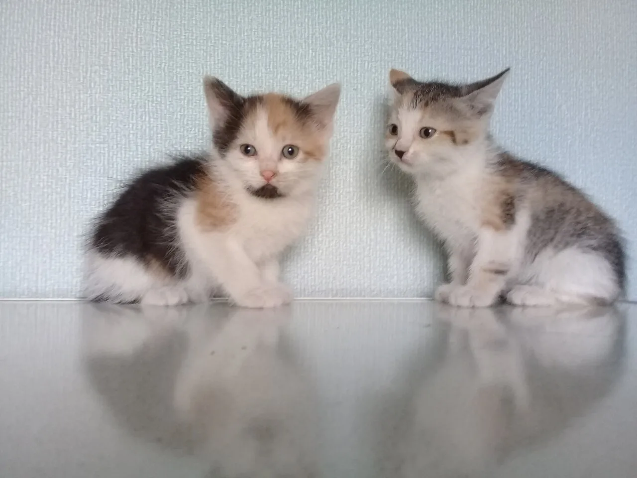 Отдам котёнка-девочку в добрые руки