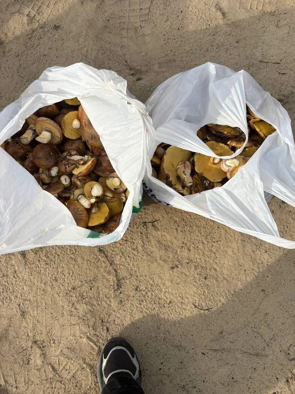 В продаже маслята! Свеже собранные, 1 октября (т.е. сегодня). Собрано примерно 10-12 кг...