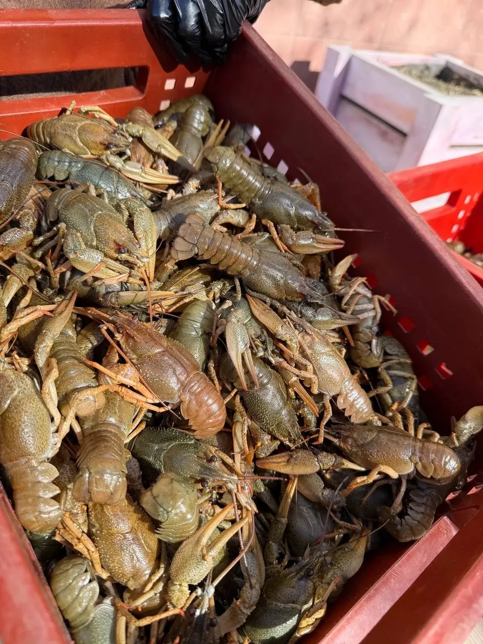 Свежая поставка живого рака🦞🦞🦞