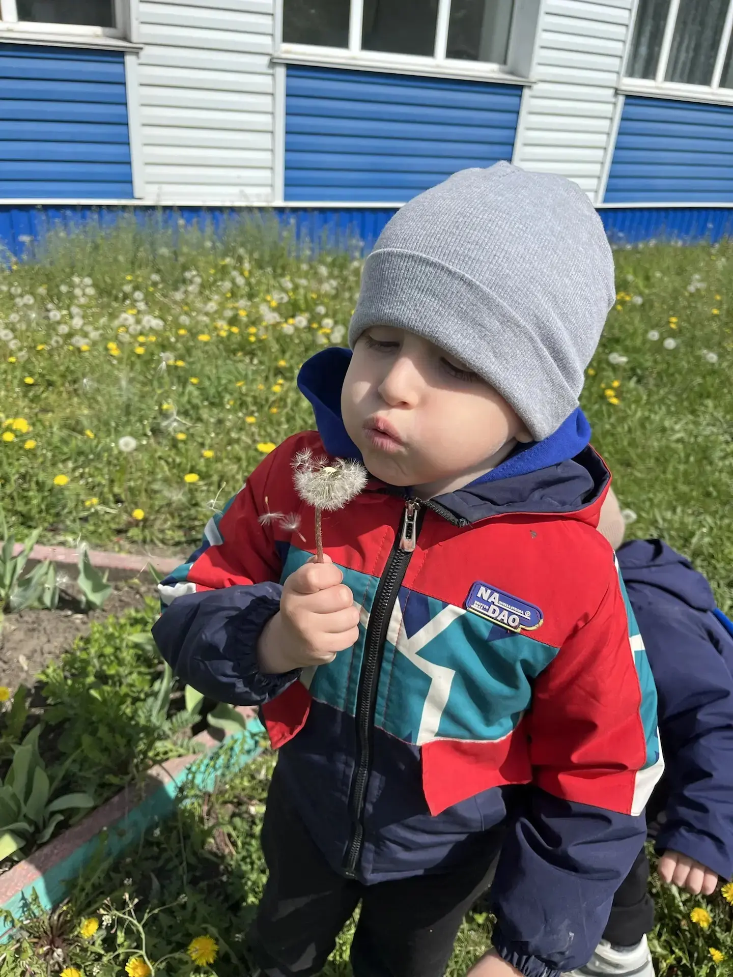 13 мая, в Международный день одуванчика, в нашей группе прошёл яркий и познавательный тематический д