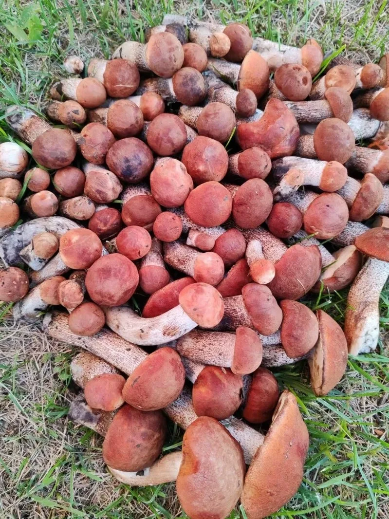 Клепиковский район 🍄‍🟫